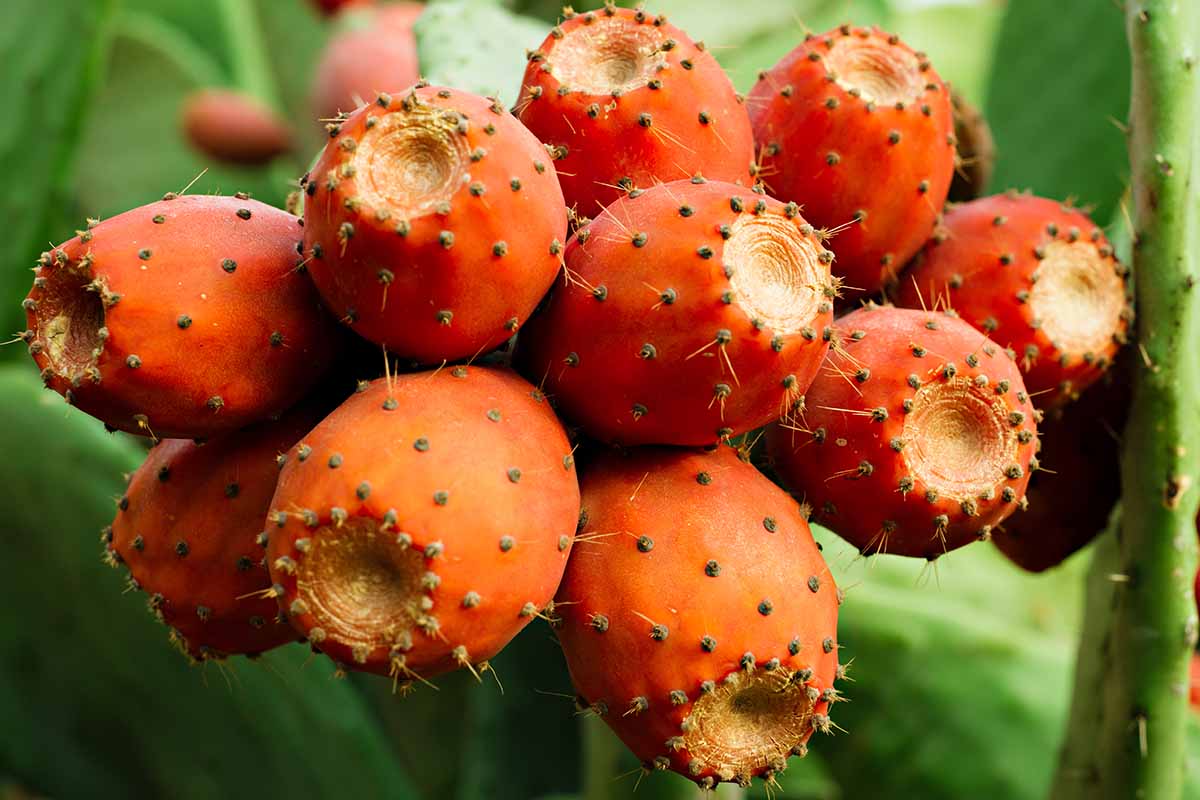 A close up horizontal image of a bunch of bright red Opuntia fruits growing on the cactus.
