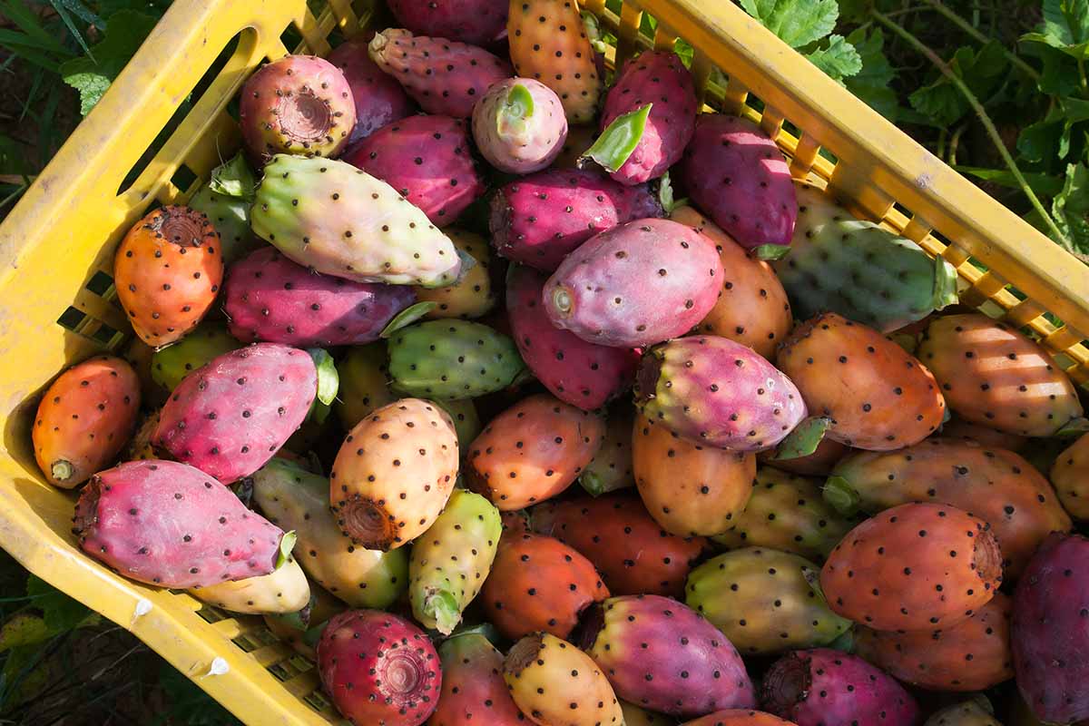 A close up horizontal image of a plastic basket filled with freshly harvested prickly pear fruits.