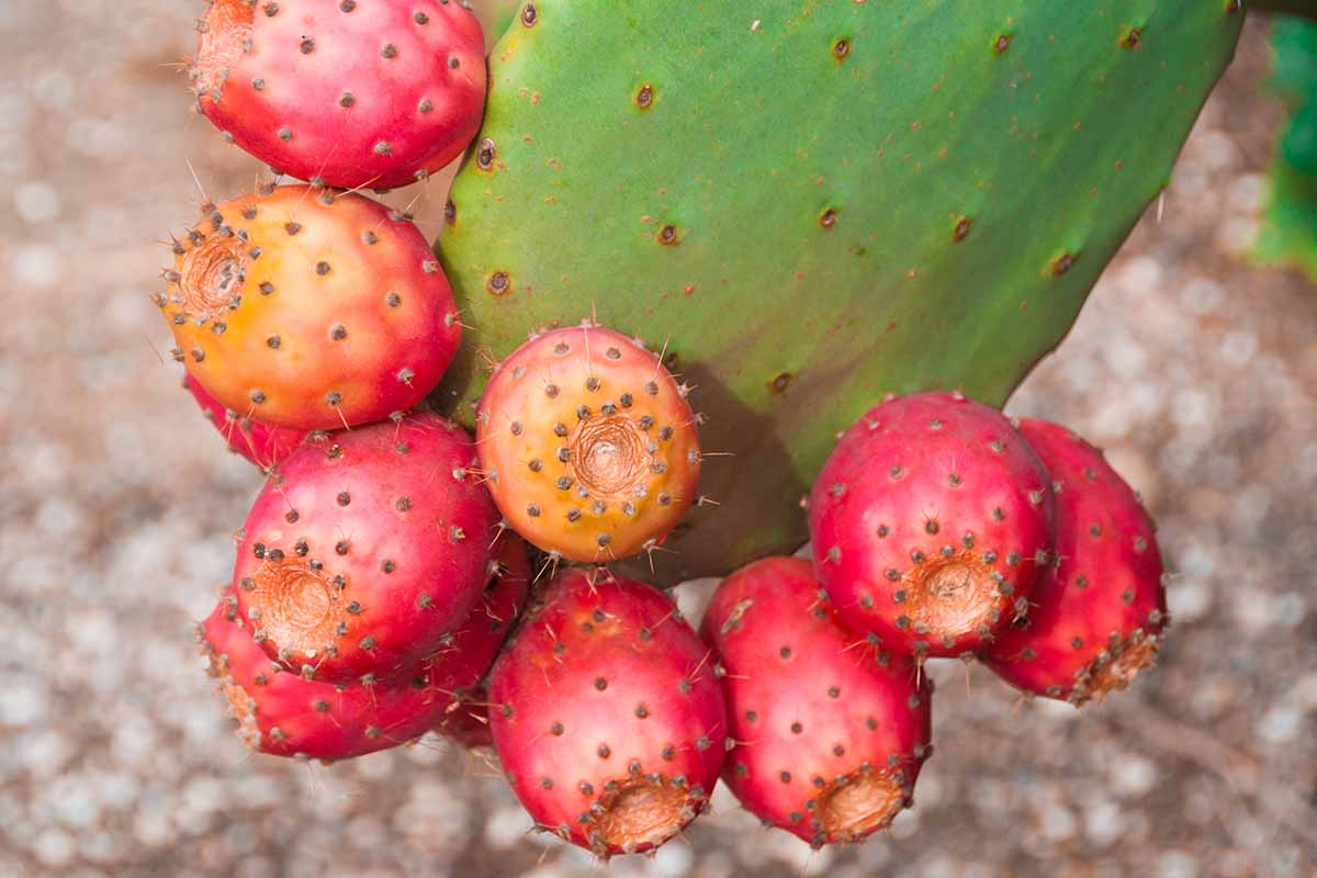 A close up horizontal image of ripe opuntia fruits ready to pick.