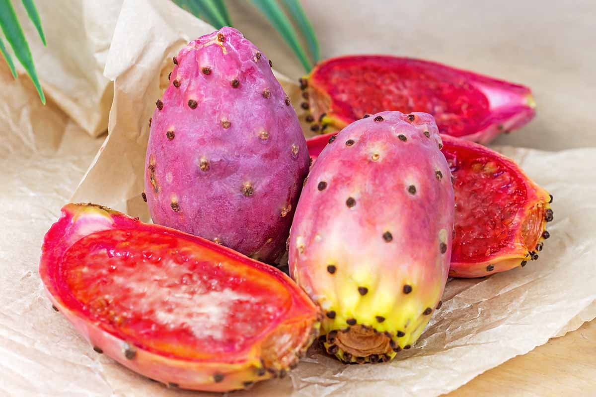 A close up horizontal image of prickly pear fruits freshly harvested and sliced in half.