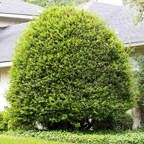 A square image of a large 'Pride of Houston' Ilex vomitoria plant growing outside a residence.