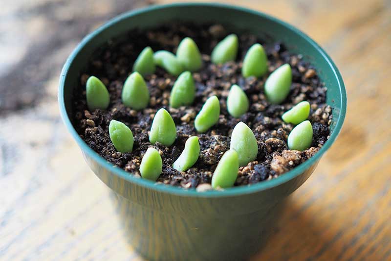 A close up horizontal image of a pot with individual succulent leaves planted for propagation.