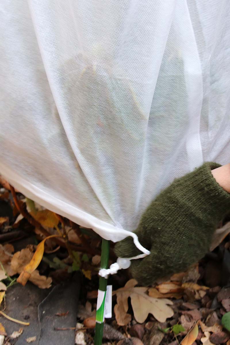 A close up vertical image of a gardener covering a plant with frost cloth in winter.