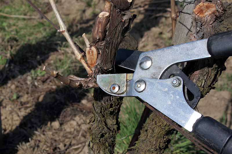 A close up horizontal image of a pair of pruners snipping through a branch.