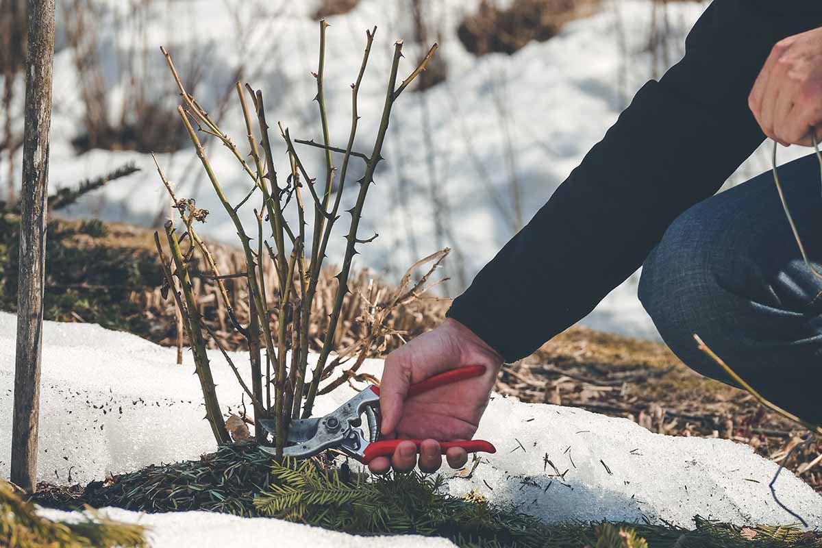A close up horizontal image of a gardener pruning a rose bush back in winter.