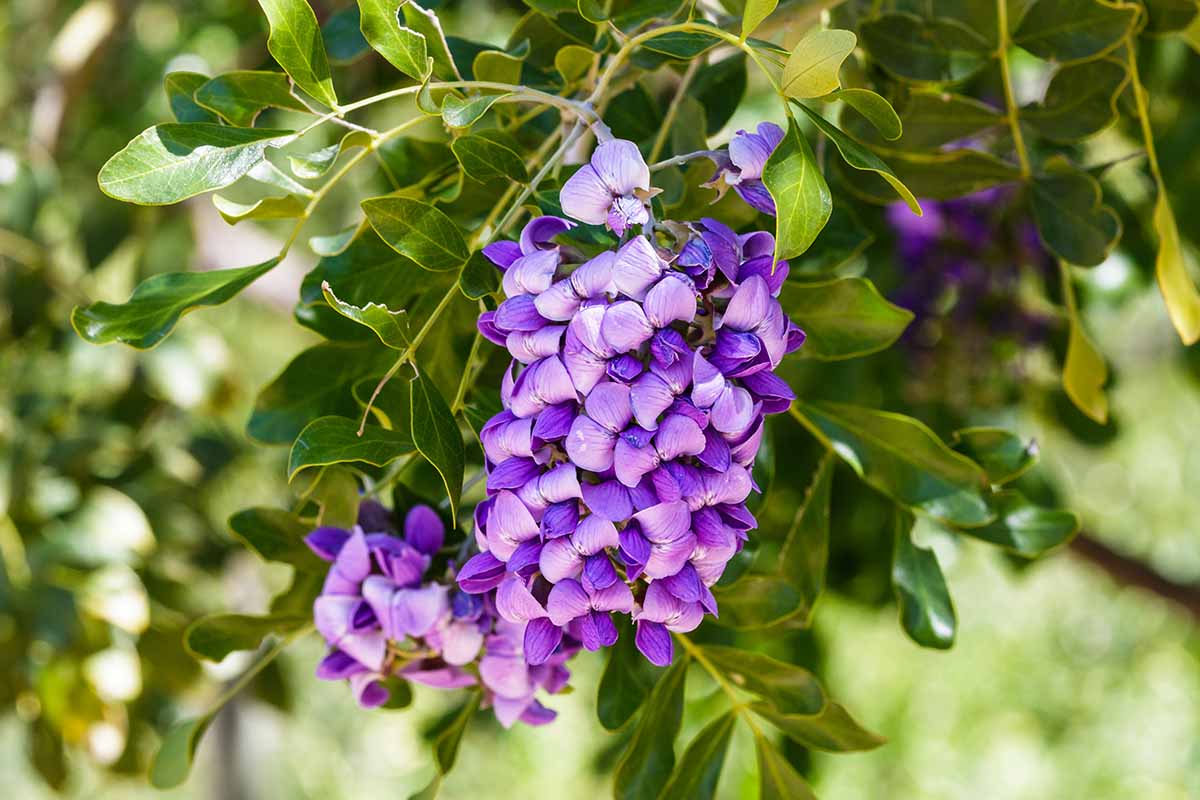 A close up horizontal image of the purple flowers of Texas mountain laurel growing in the garden pictured on a soft focus background.