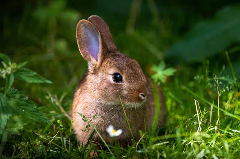 A close up horizontal image of a rabbit in the garden.