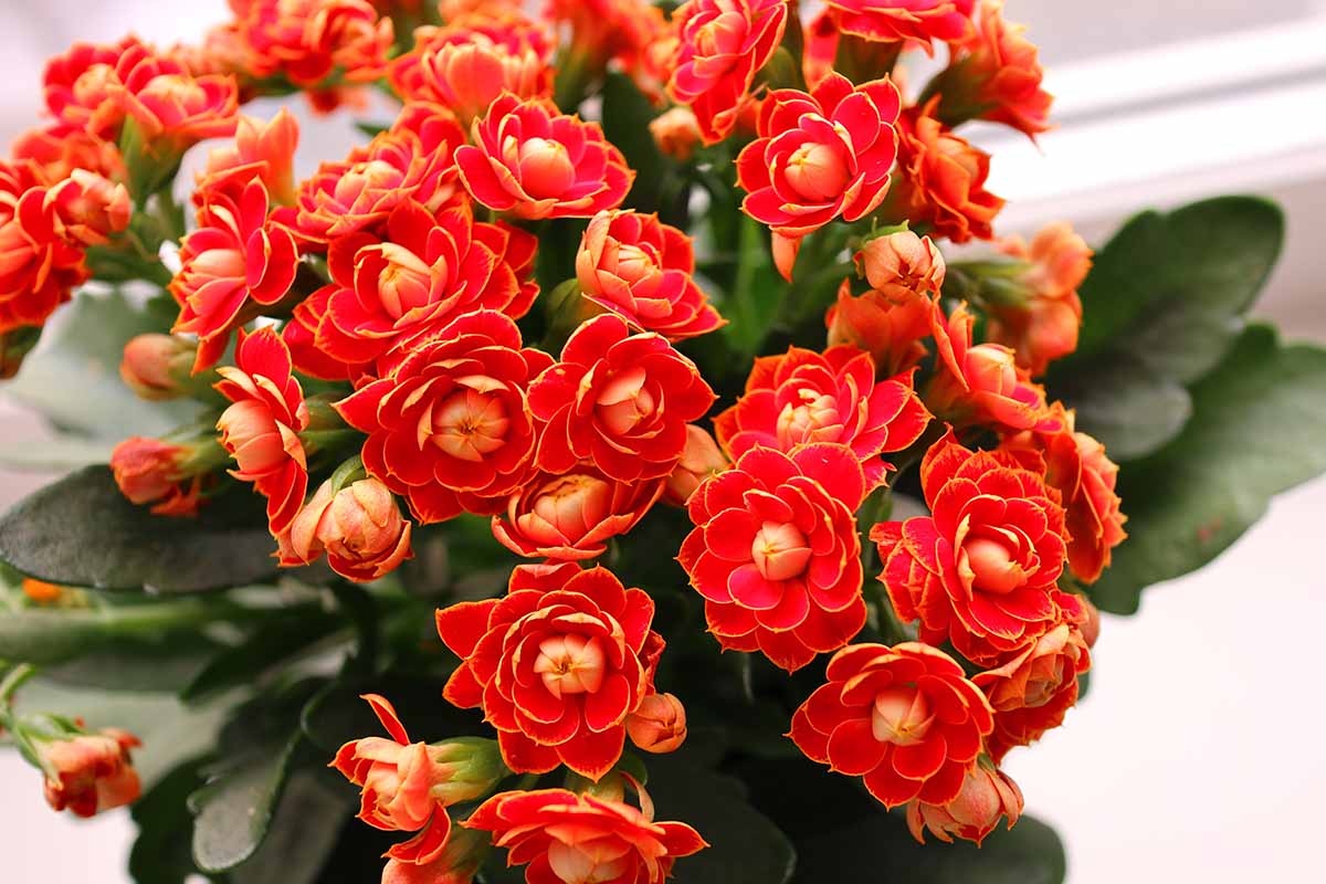 A close up horizontal image of red flowering kalanchoe growing indoors.