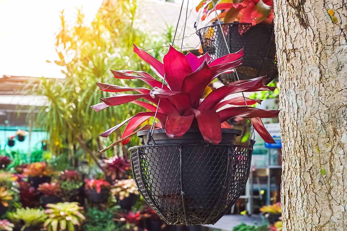 A horizontal image of red bromeliads growing in pots hanging from a tree.