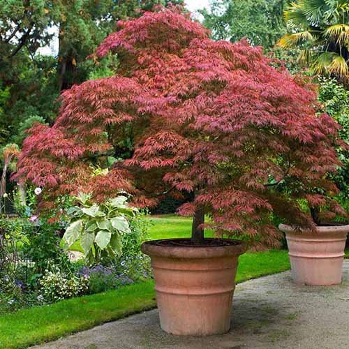 A close up square image of a 'Red Dragon' Japanese maple growing in a terra cotta pot.