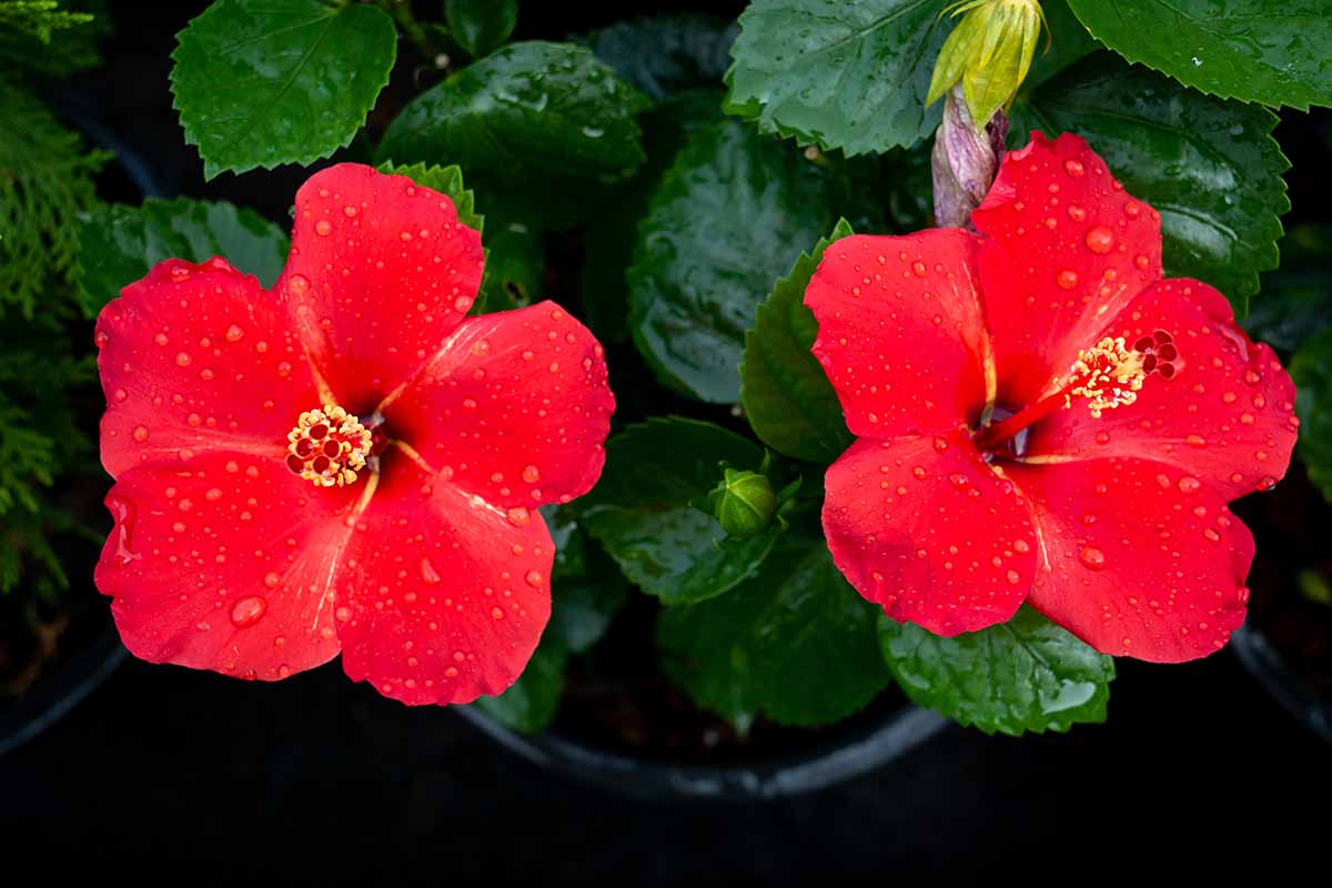 A close up horizontal image of bright red hibiscus flowers growing in a large container indoors.