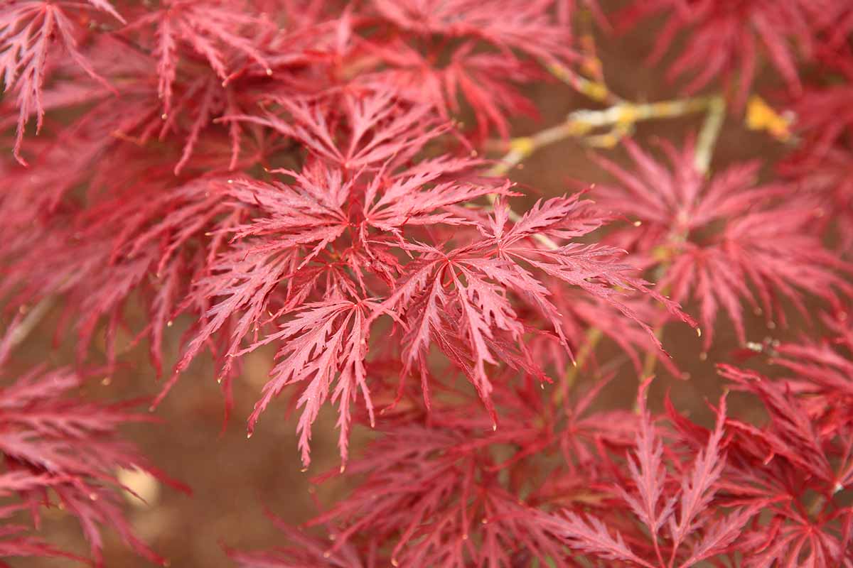 A close up horizontal image of the red foliage of a Japanese maple tree.