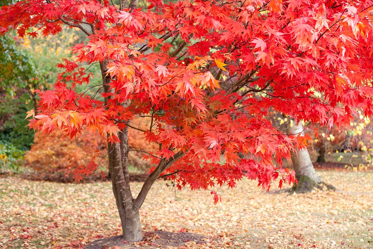 A close up horizontal image of a red Japanese maple tree growing in the garden.