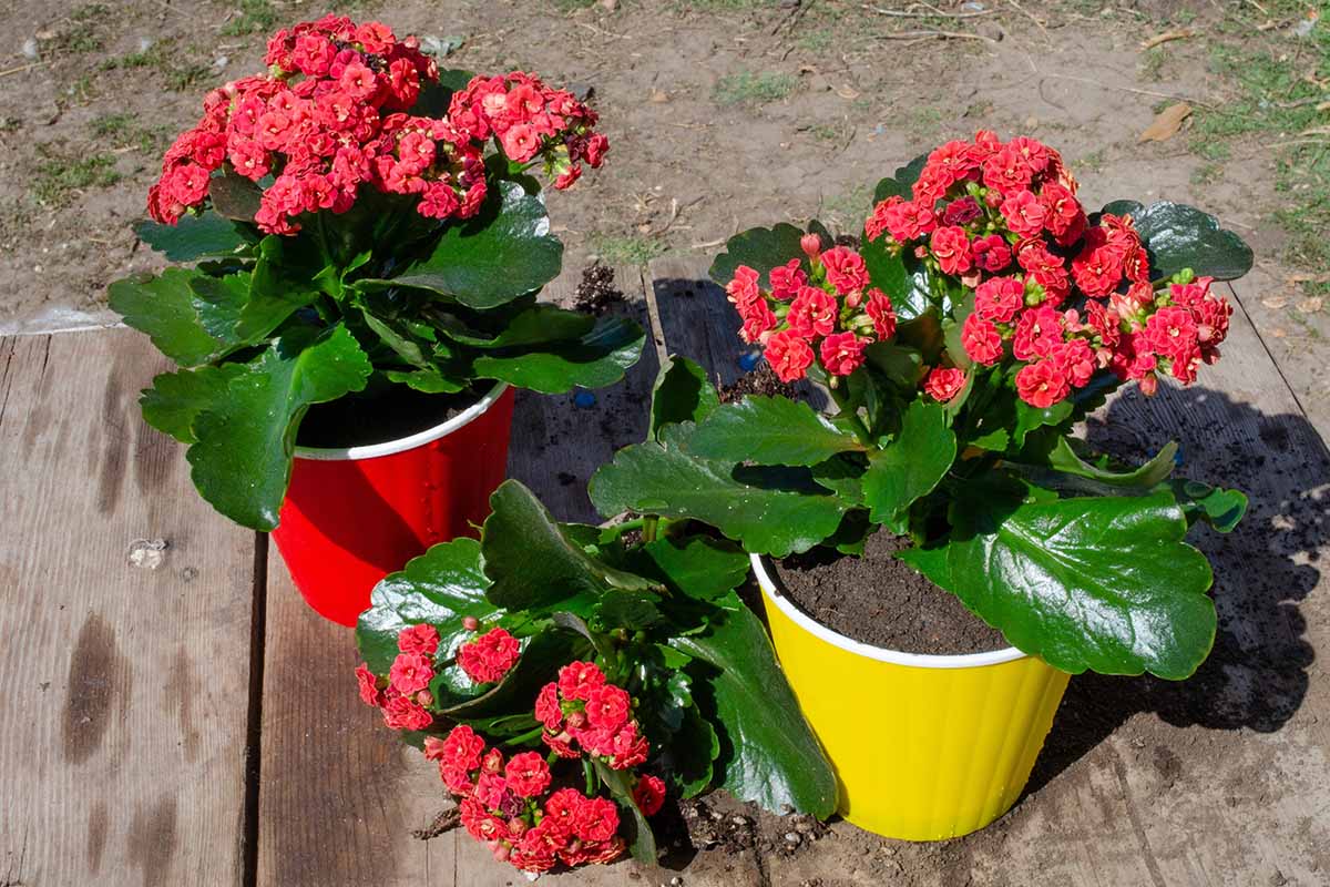 A close up horizontal image of red kalanchoe plants in small pots set on a wooden surface outdoors.