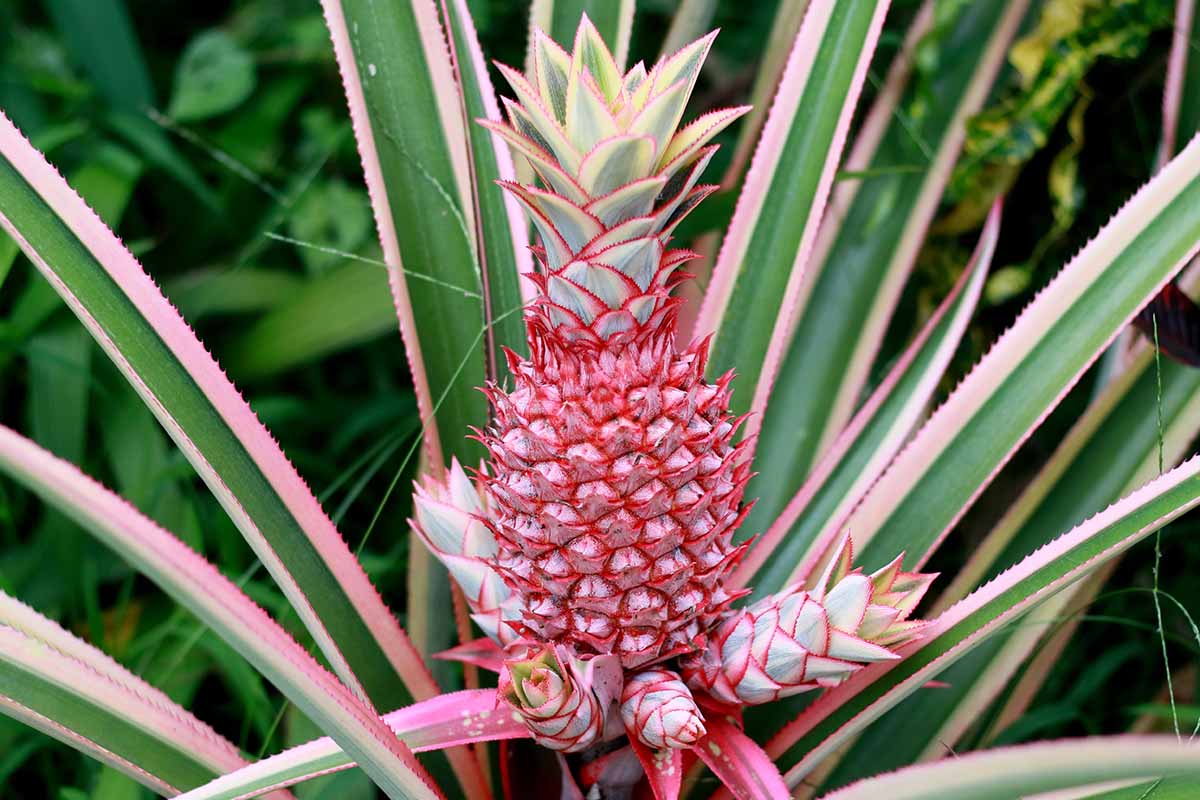 A horizontal image of an ornamental red pineapple growing in the garden.