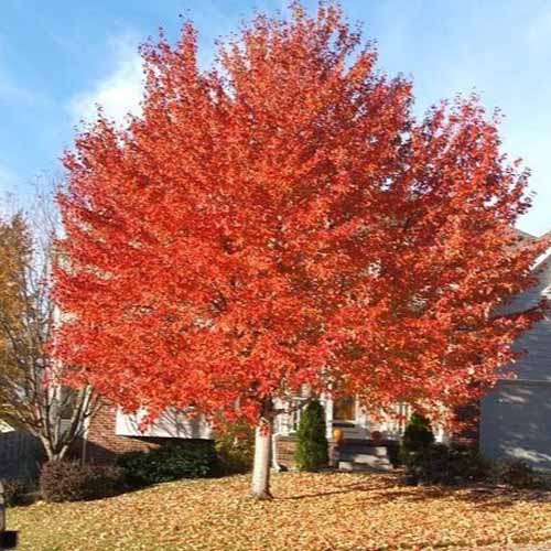 A square image of a large red sunset maple tree growing outside a residence pictured in bright sunshine.