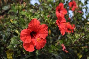 A close up horizontal image of red tropical hibiscus flowers growing in the garden.