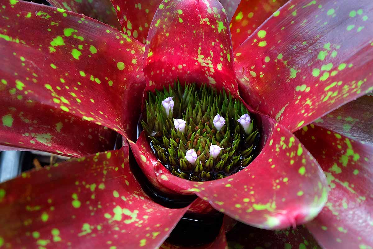A close up horizontal image of a red and green spotted bromeliad growing in the garden with flowers starting to form in the center.