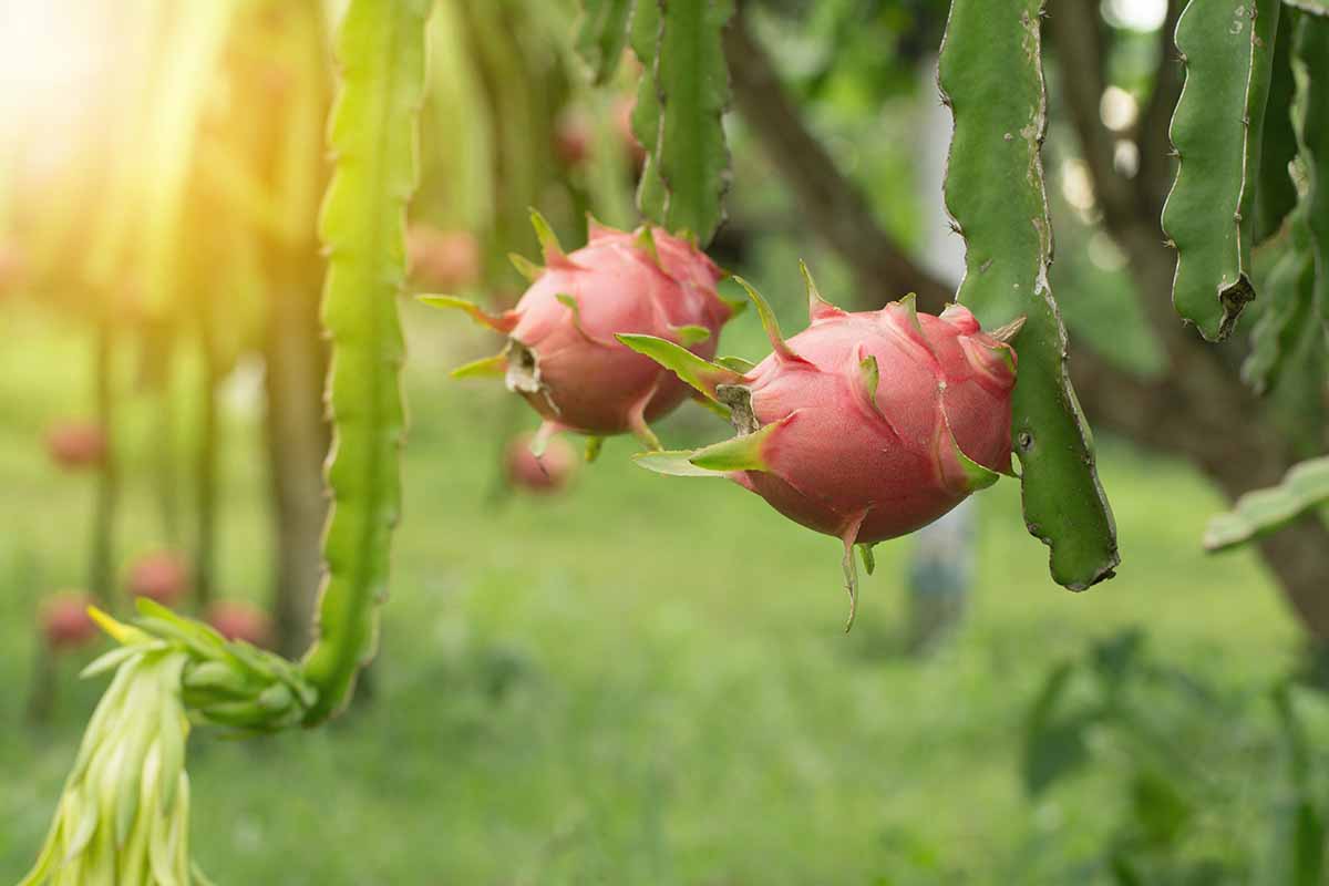 A close up horizontal image of Selenicereus branches and light pink fruit pictured in evening sunshine on a soft focus background.