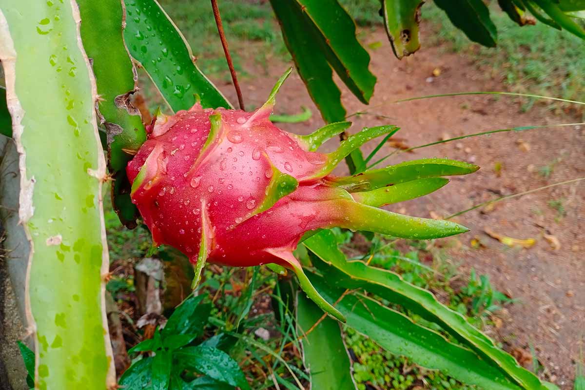 A close up horizontal image of a ripe pink-skinned dragon fruit growing in the garden ready for harvest.