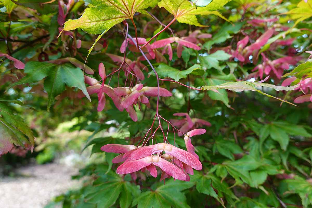 A close up horizontal image of pink seed pods on a green Japanese maple tree.