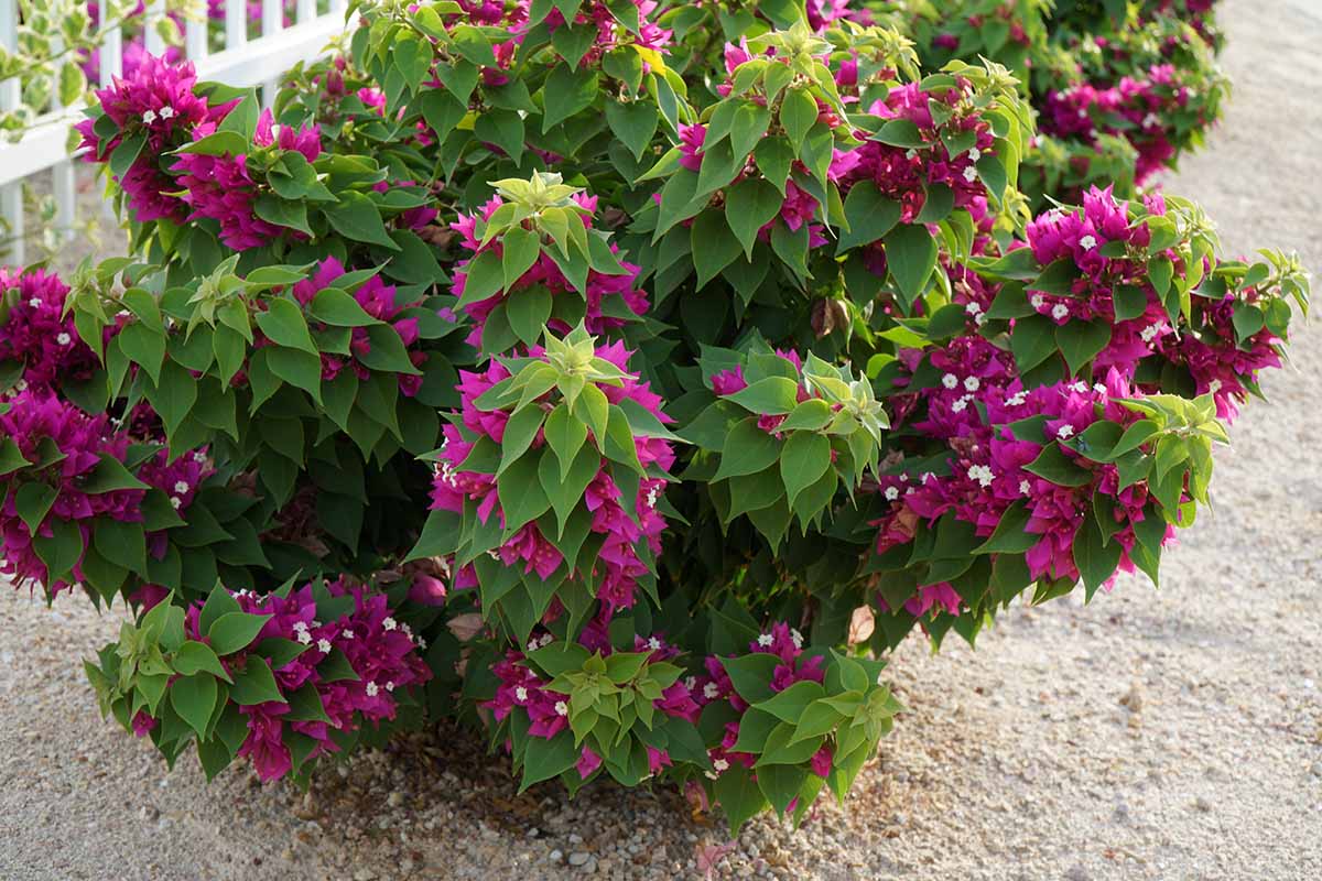 A close up horizontal image of a dwarf bougainvillea plant growing in the garden.