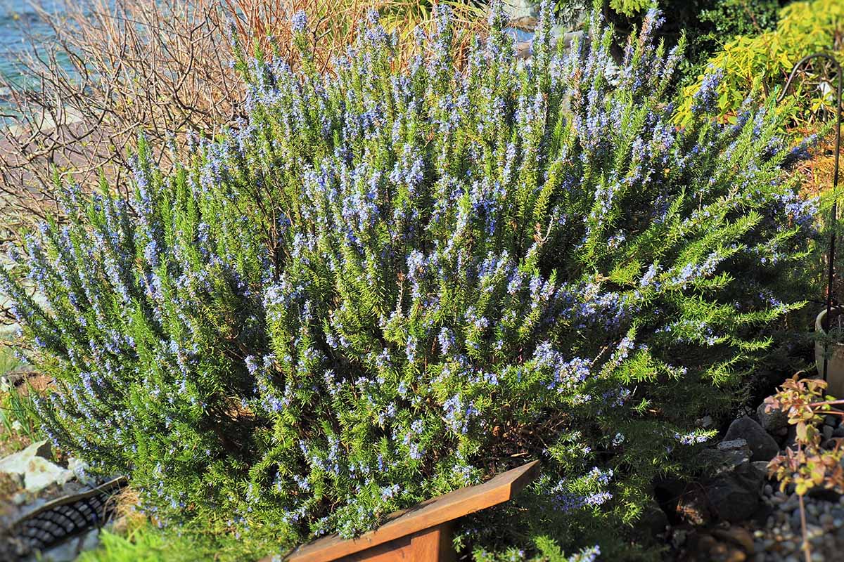 A horizontal image of a large rosemary shrub with blue flowers growing on a hillside with the sea in the background.