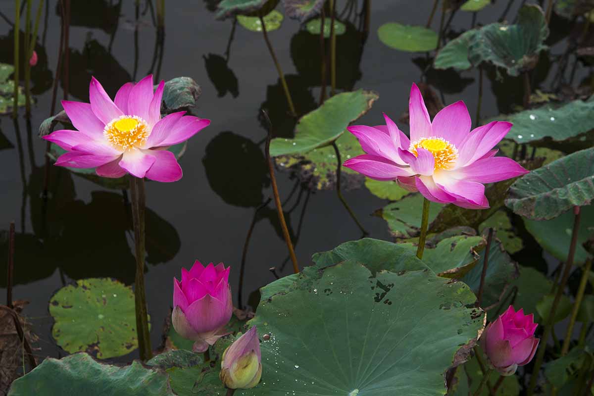 A close up horizontal image of pink sacred lotus flowers growing in a garden pond.