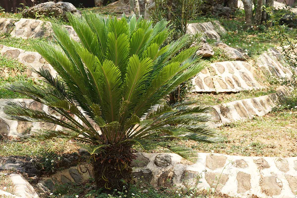 A horizontal image of a sago palm (Cycas revoluta) growing in the landscape.