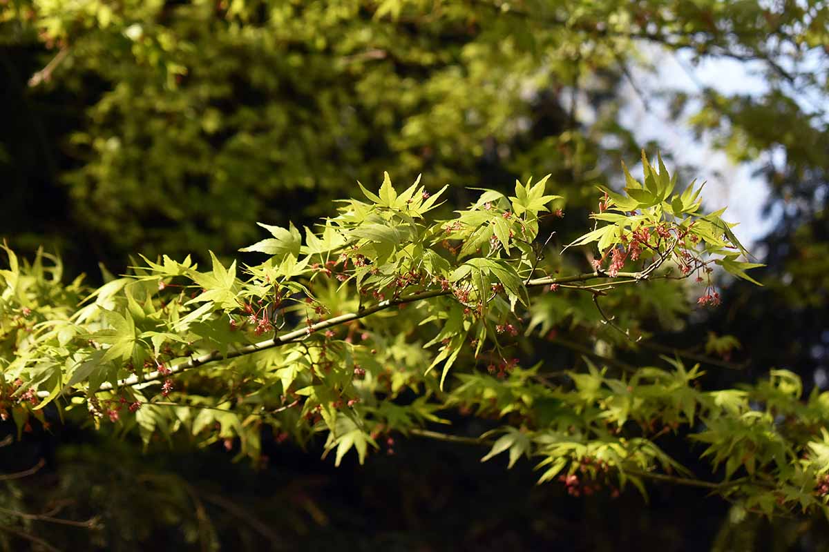 A close up horizontal image of the branches of a coral bark Japanese maple tree pictured on a soft focus background.