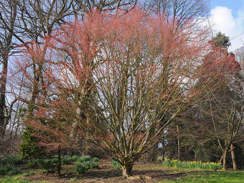 A horizontal image of a 'Sango-Kaku' coral bark Japanse maple tree growing in the garden.