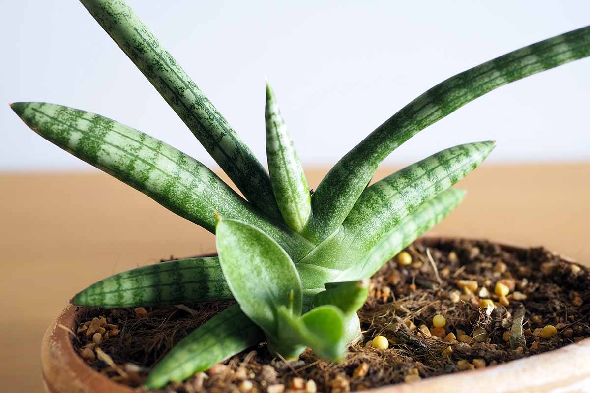 A close up horizontal image of the succulent foliage of Sansevieria boncellensis growing in a small pot indoors.
