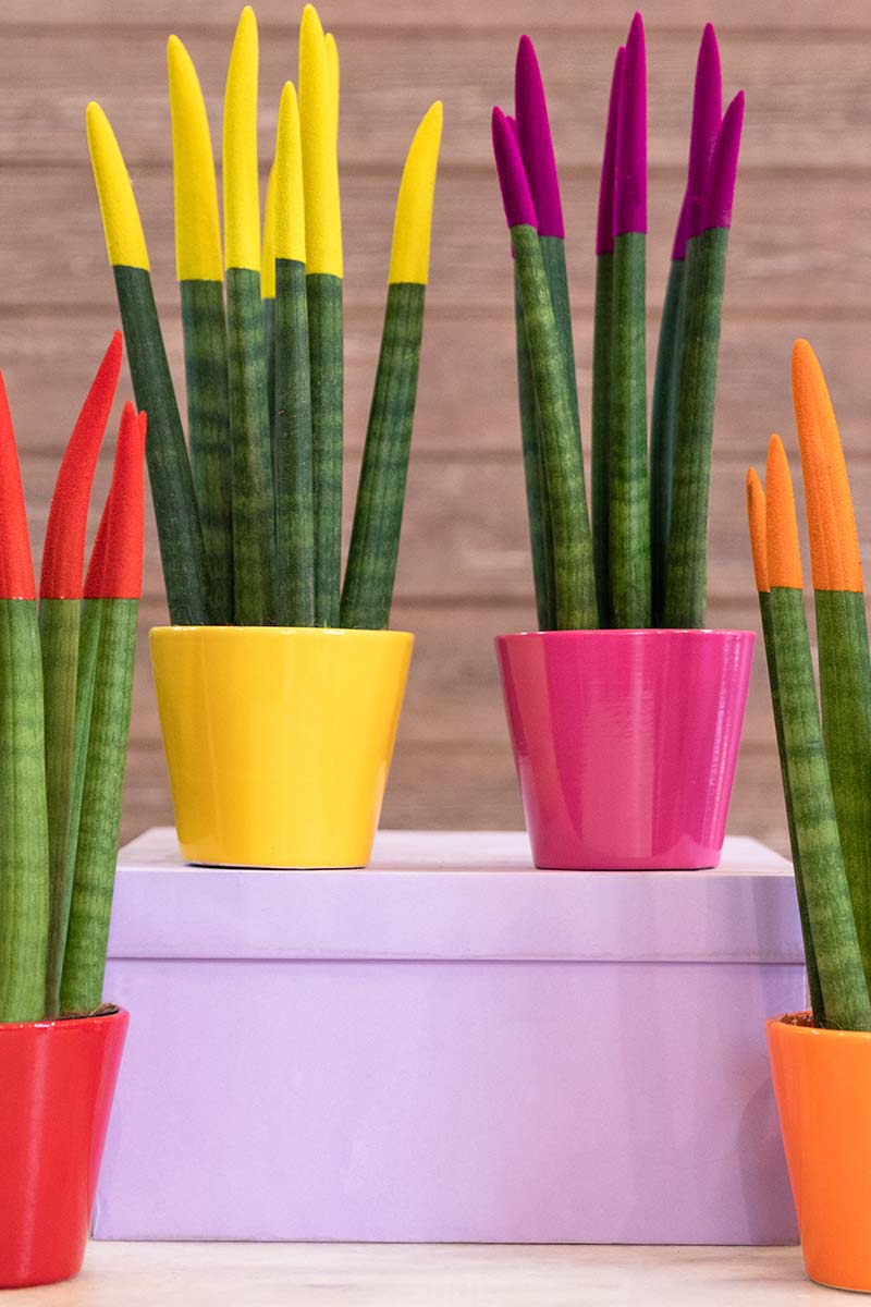 A close up vertical image of cylindrical snake plants with decorative colorful tips painted on.