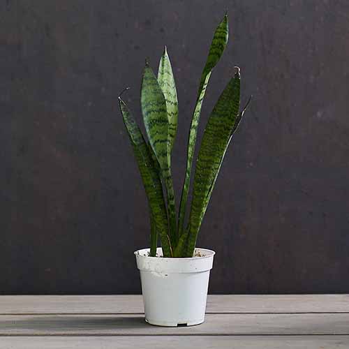A close up square image of a small Dracaena zeylanica snake plant growing in a small white pot set on a wooden surface.
