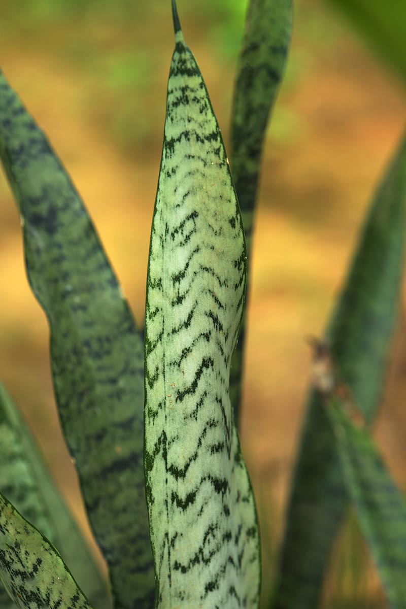 A close up vertical image of the foliage of a Dracaena zeylanica pictured on a soft focus background.