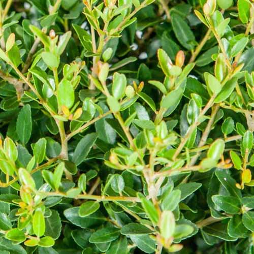 A close up square image of the foliage of Ilex vomitoria 'Schilling' growing in the garden.