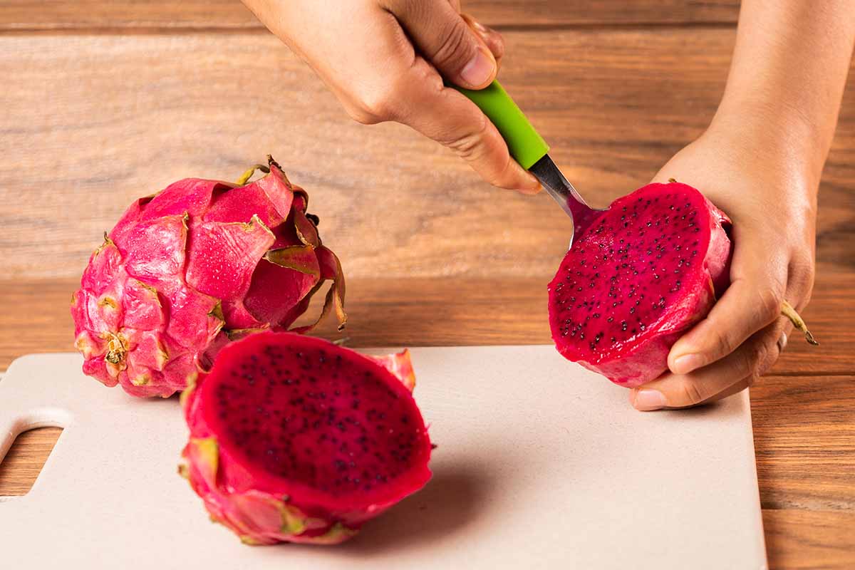 A close up horizontal image of a hand scooping the flesh out of a red dragon fruit.