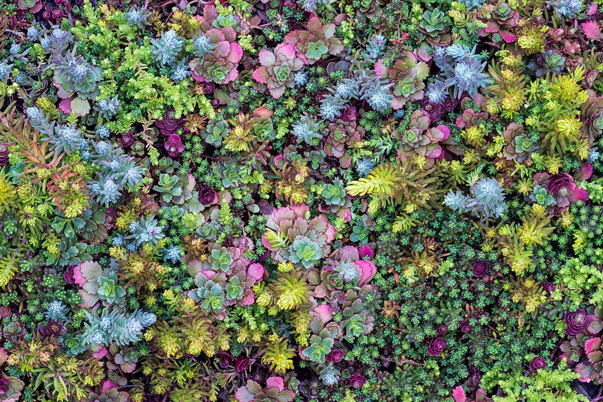 A close up horizontal image of sedum aka stonecrop plants growing as a ground cover.