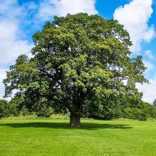 A square image of a large shumard oak tree growing in a park pictured in bright sunshine.
