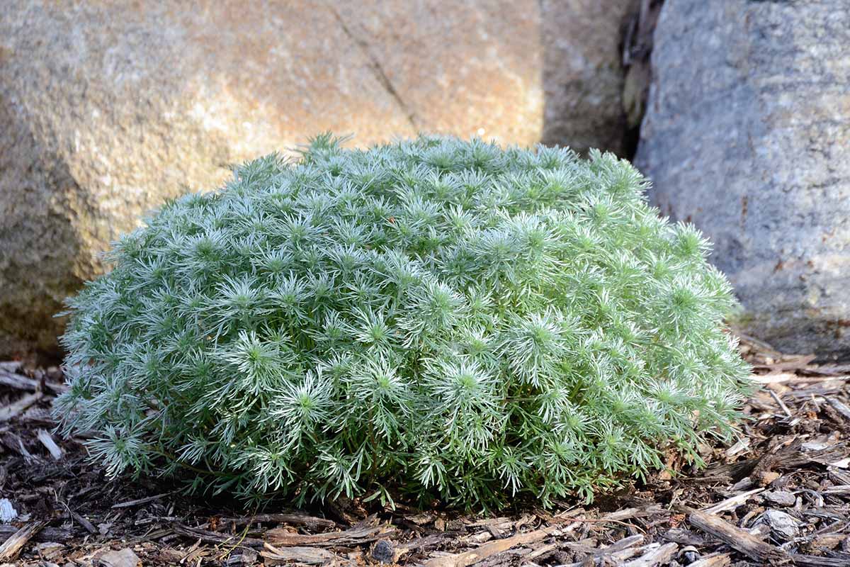 A close up horizontal image of 'Silver Mound' artemisia growing in a rock garden surrounded by bark mulch.