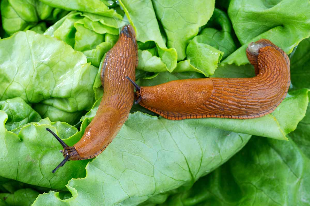 A close up horizontal image of slugs munching on lettuce in the vegetable garden.