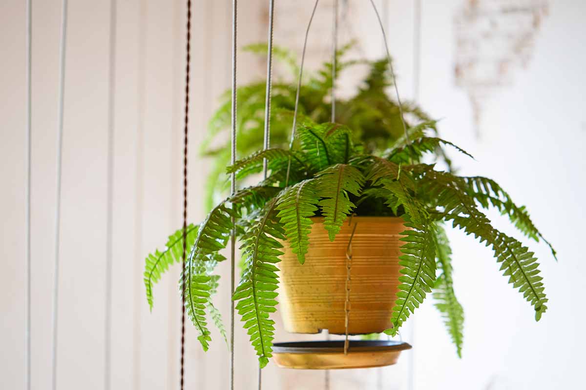 A close up horizontal image of a Boston fern growing in a small hanging pot pictured on a soft focus background.