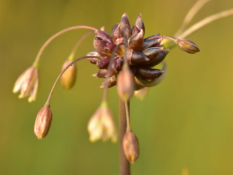 A close up horizontal image of the small bulblets of garlic pictured on a soft focus background.