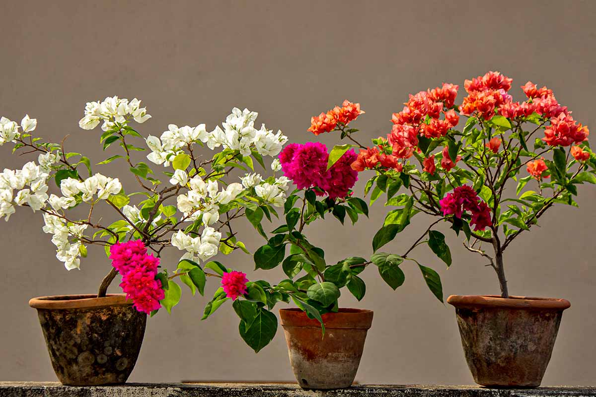 A close up horizontal image of three potted bougainvillea plants indoors.