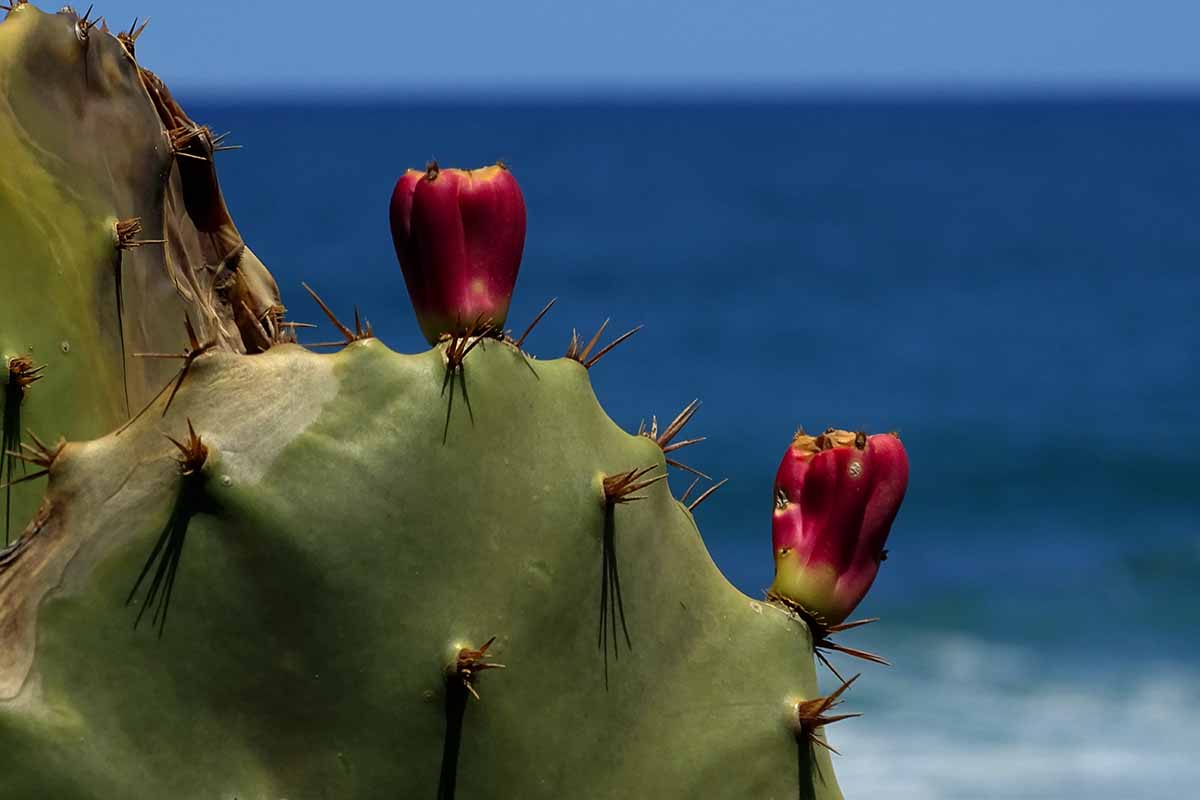A close up horizontal image of a cactus growing with the ocean in the background.