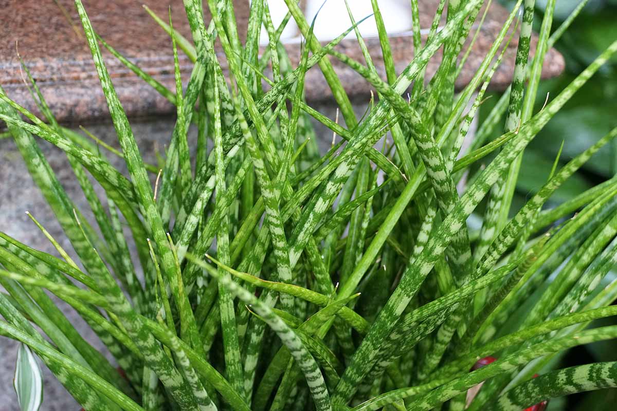 A close up horizontal image of a snake plant 'Fernwood' with variegated green foliage.