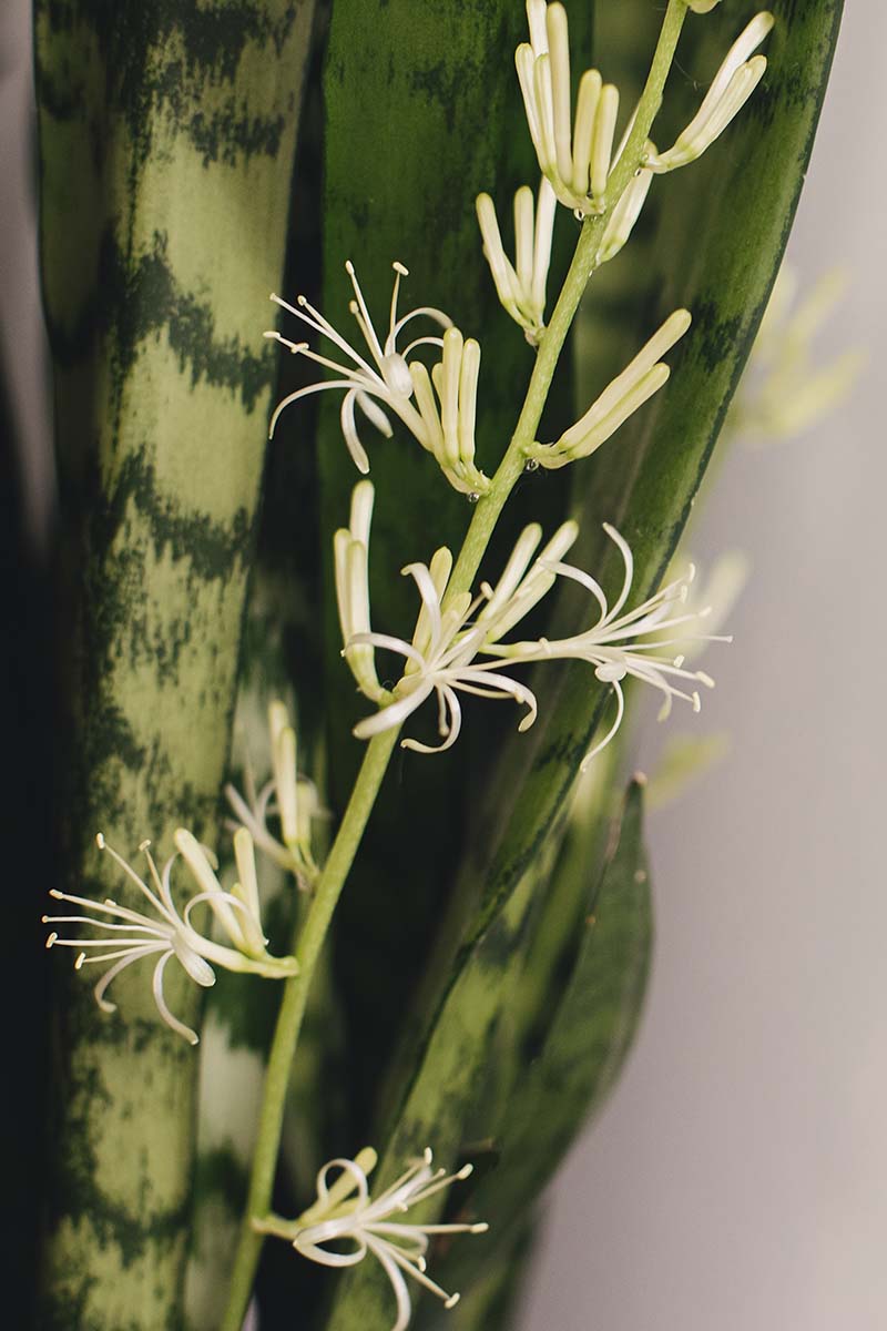 A close up vertical image of a snake plant foliage and a stem of blooms.