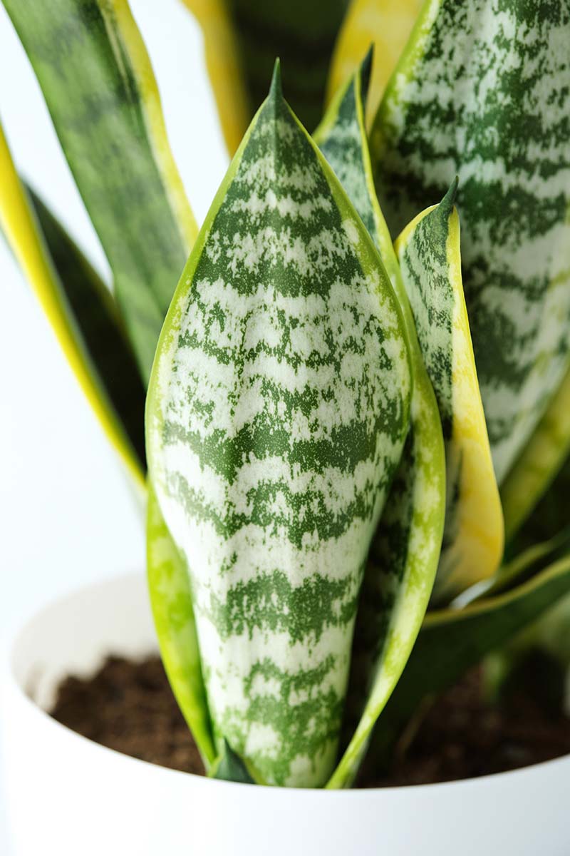 A close up vertical image of the foliage of a snake plant growing in a white pot.