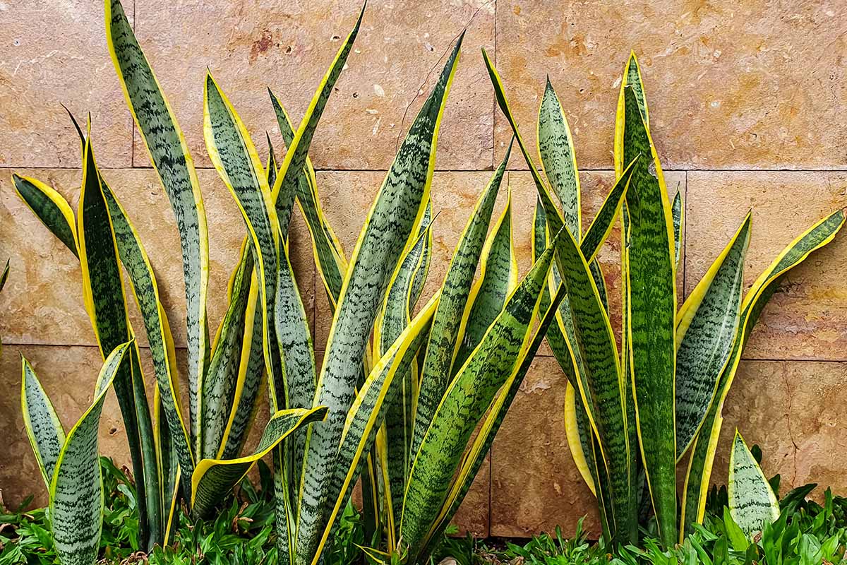 A close up horizontal image of snake plants growing outside a residence.