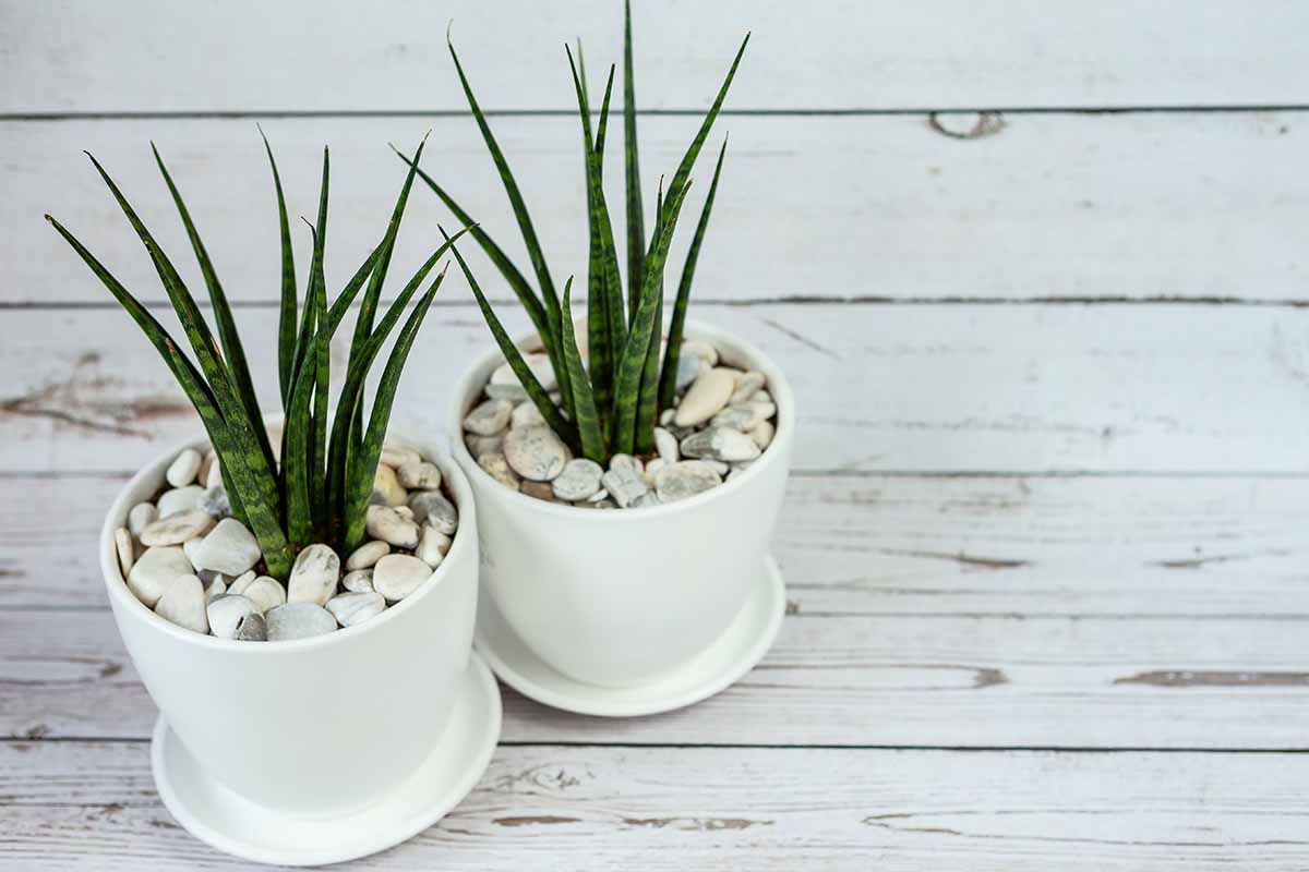 A close up horizontal image of two small potted snake plants set on a wooden surface.